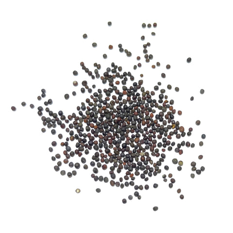 Seed Needs Kohlrabi roasted bulb enhances soups and sides