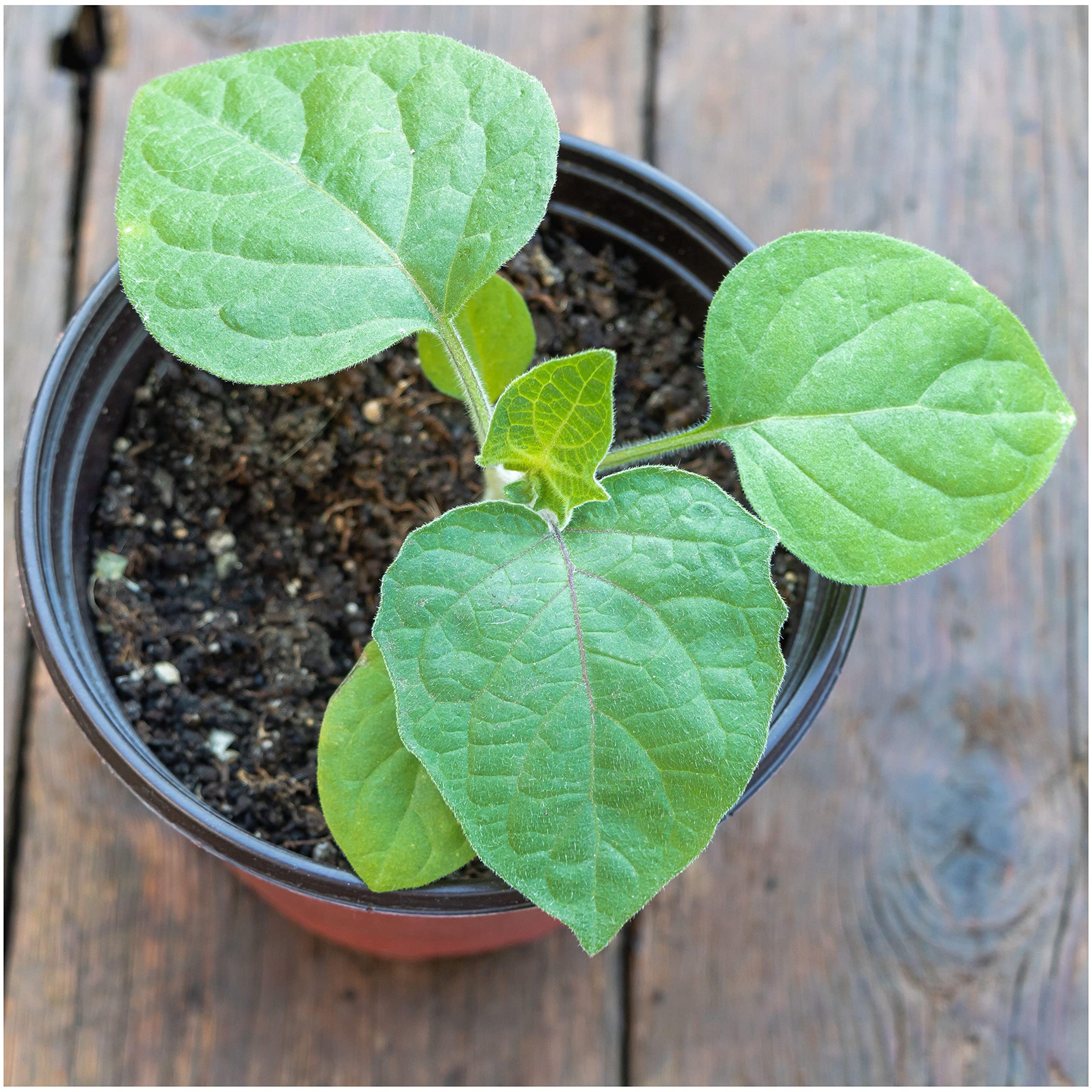 Seed Needs lantern husks changing from green to orange in late summer