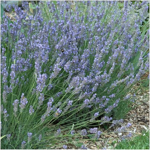 Seed Needs Hidcote lavender compact growth ideal for small herb gardens.