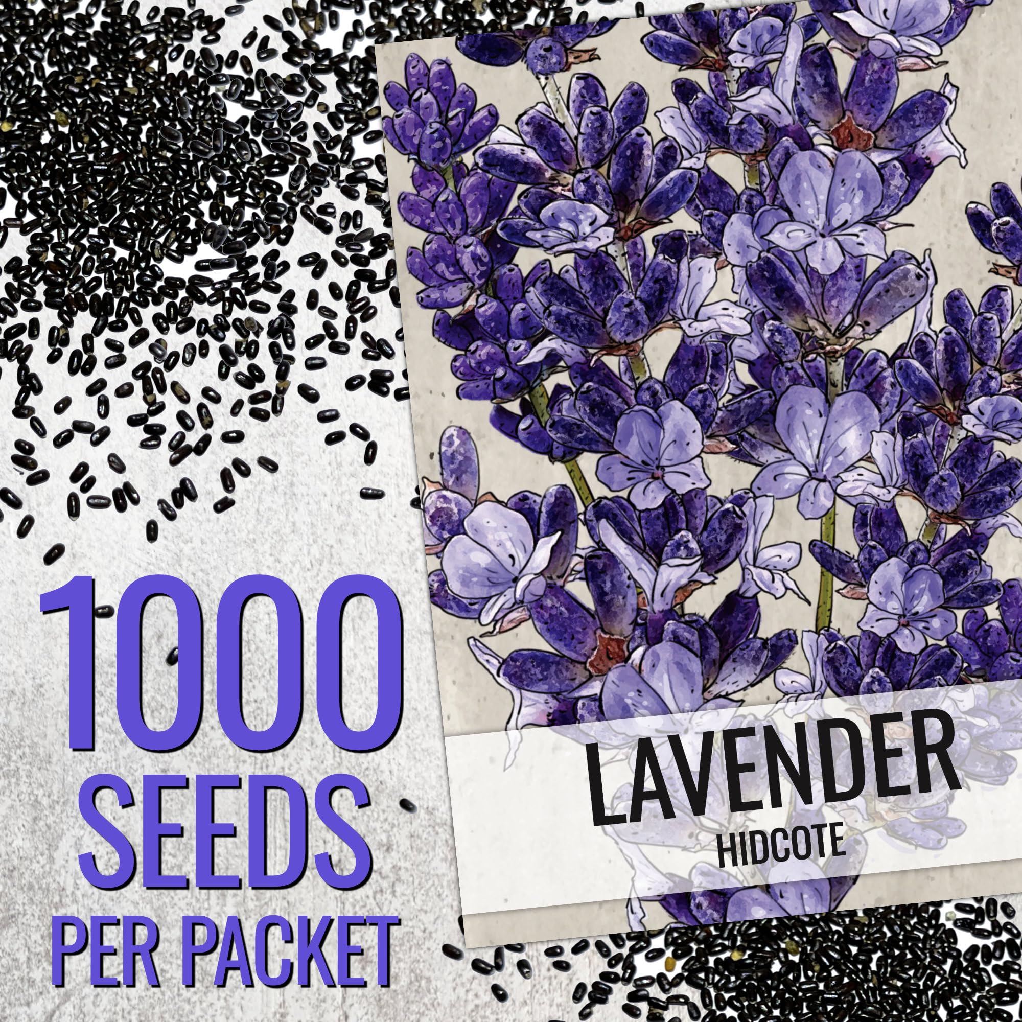 Seed Needs Hidcote lavender fragrance on spikes suitable for sachets and potpourri.