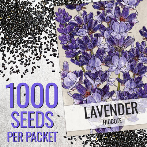 Seed Needs Hidcote lavender fragrance on spikes suitable for sachets and potpourri.