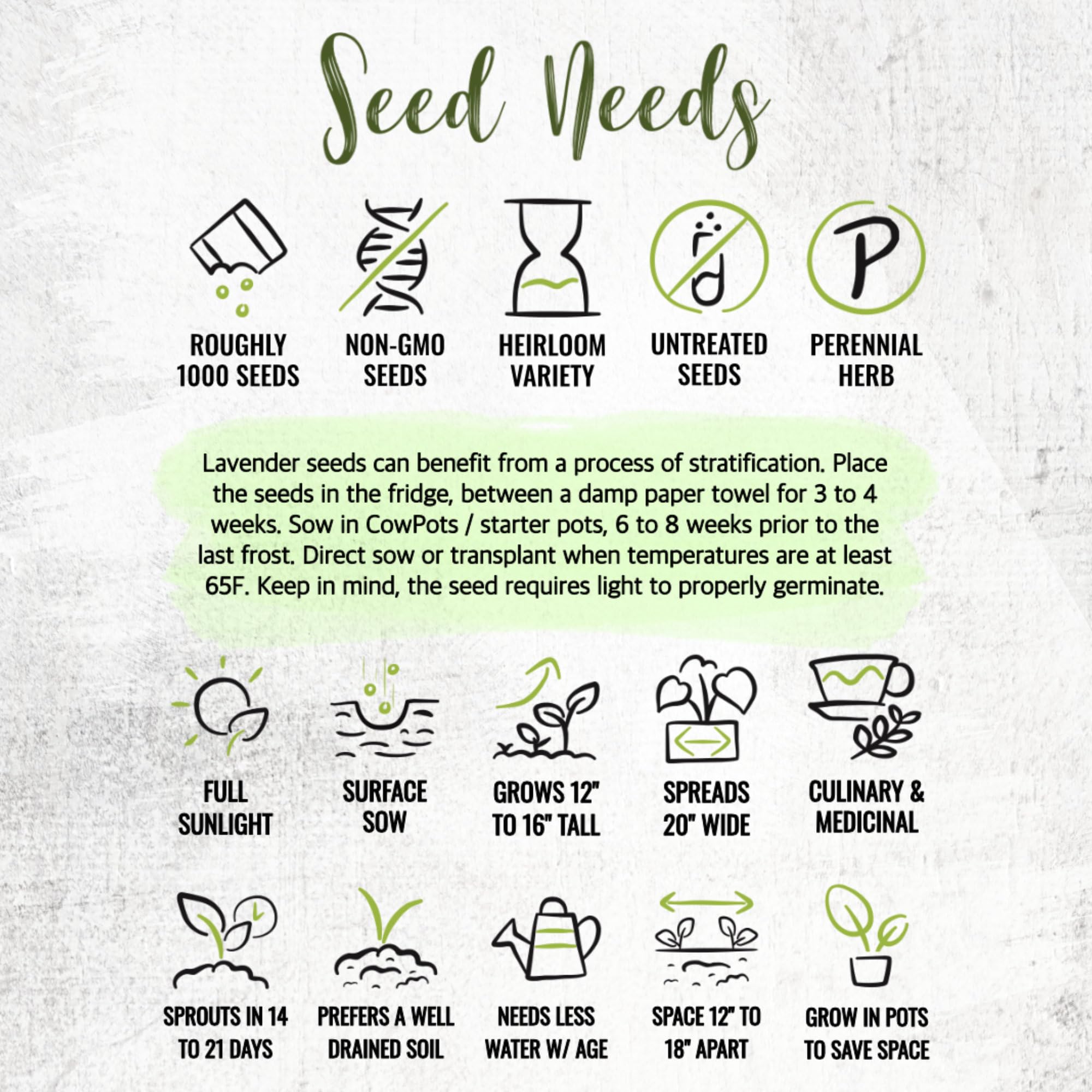 Seed Needs Hidcote lavender care tips for sunny borders and seasons.