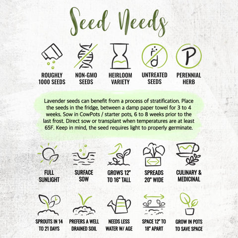 Seed Needs Hidcote lavender care tips for sunny borders and seasons.