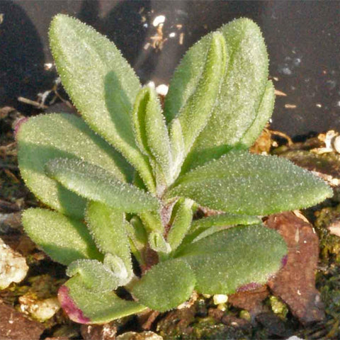 Seed Needs Hidcote lavender plant imagery highlights silvery foliage and deep purple blooms.