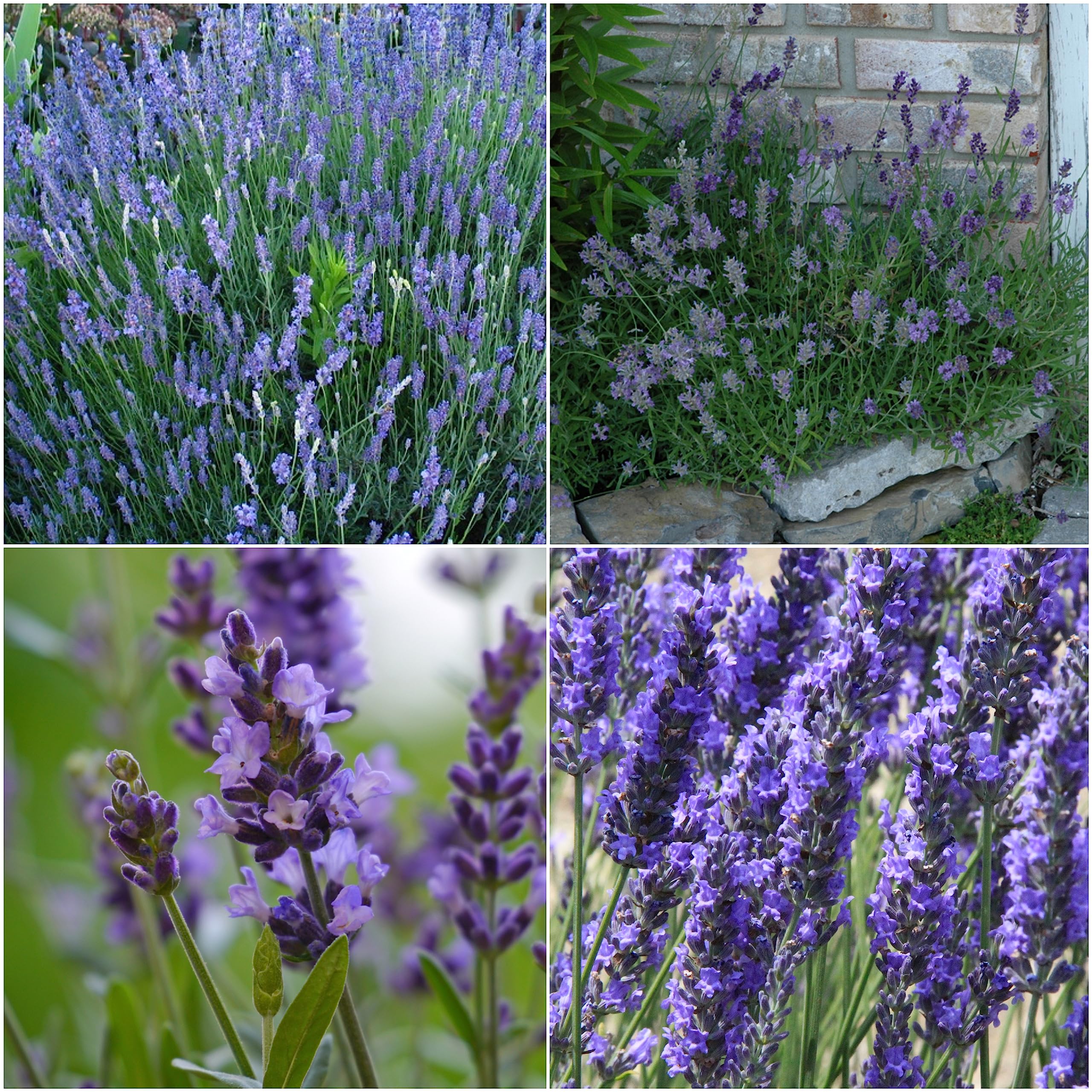 Seed Needs Hidcote lavender seeds packet for borders and classic color.