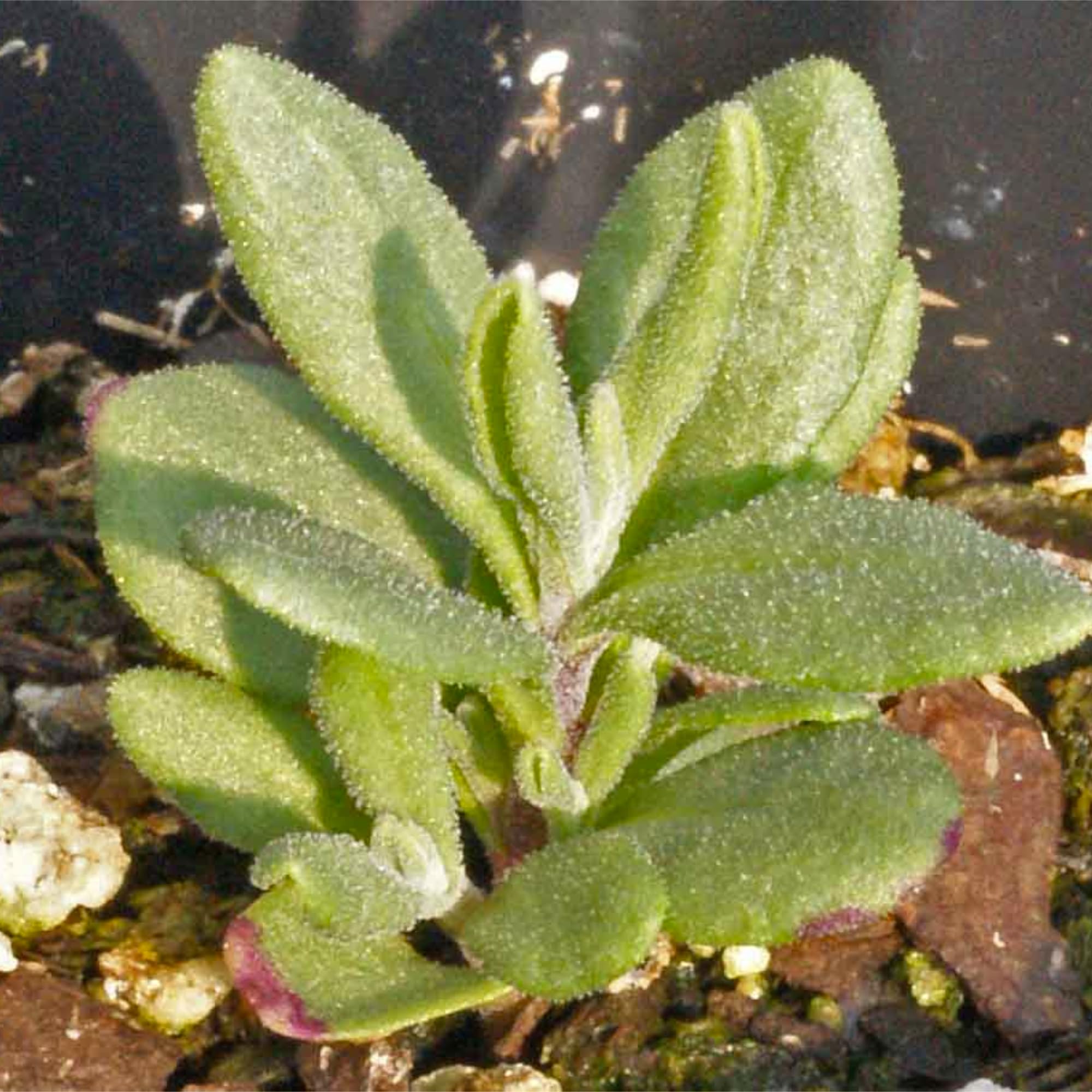 Seed Needs Spike lavender seeds packet ideal for cut flowers and essential oil prep.