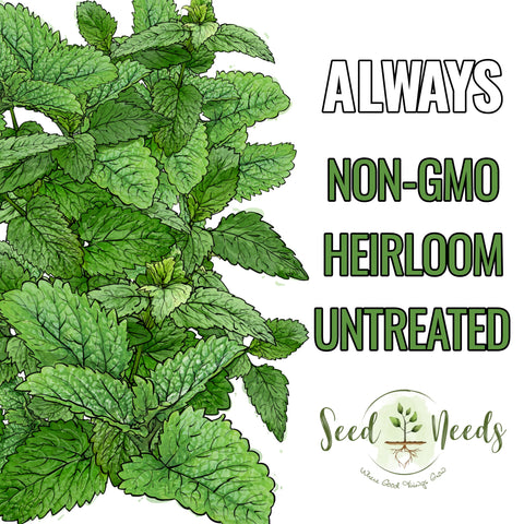 Seed Needs lemon balm in a sunny garden bed showing easy-care perennial resilience