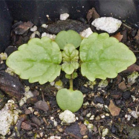 Seed Needs lemon balm leaves close-up emphasizing lemon aroma for soothing tea