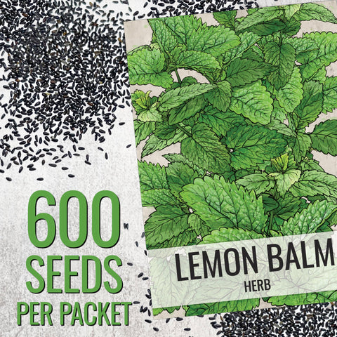 Seed Needs lemon balm plants in a container demonstrating compact perennial growth
