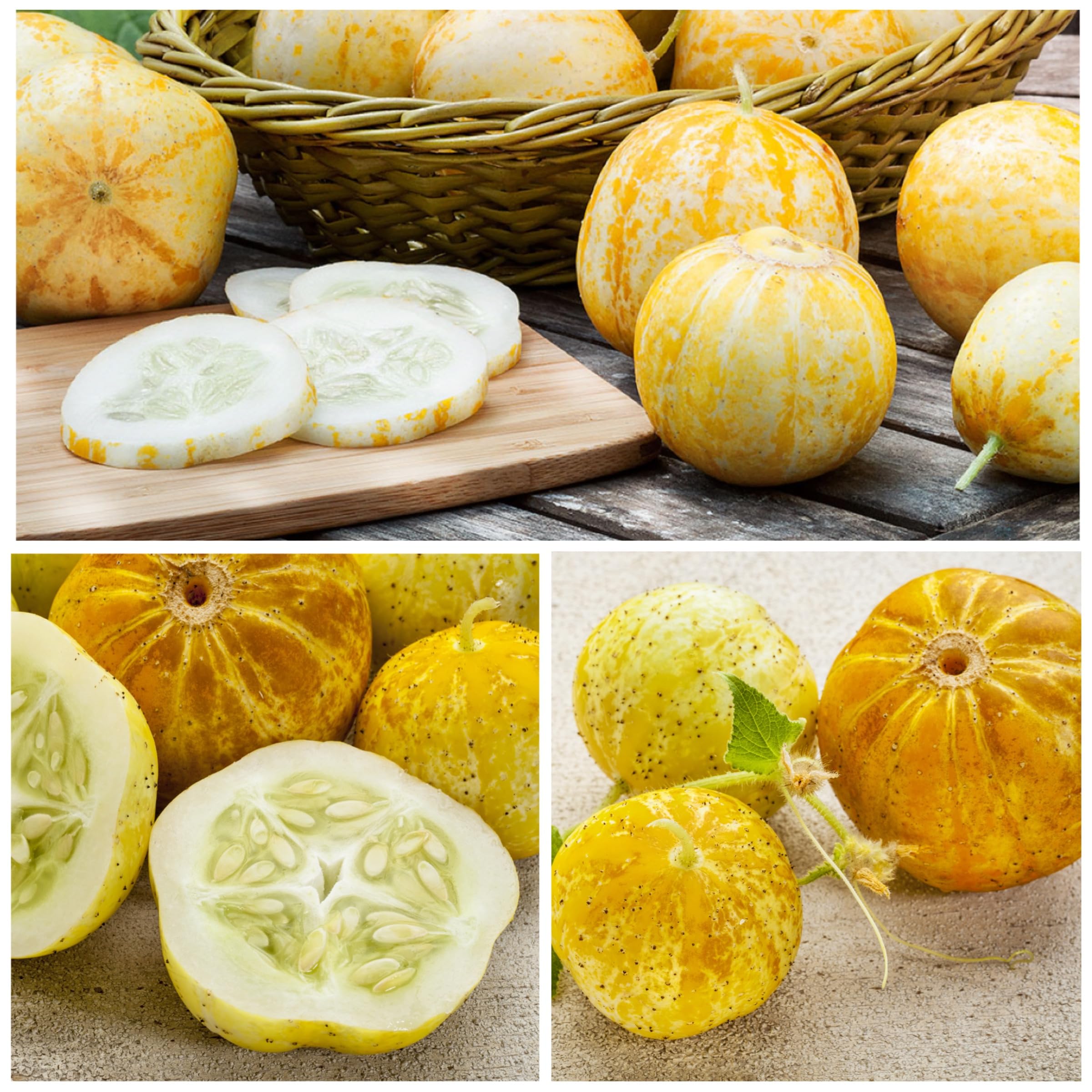 Seed Needs lemon cucumber fruits closeup shows bright, citrusy crunch for salads.