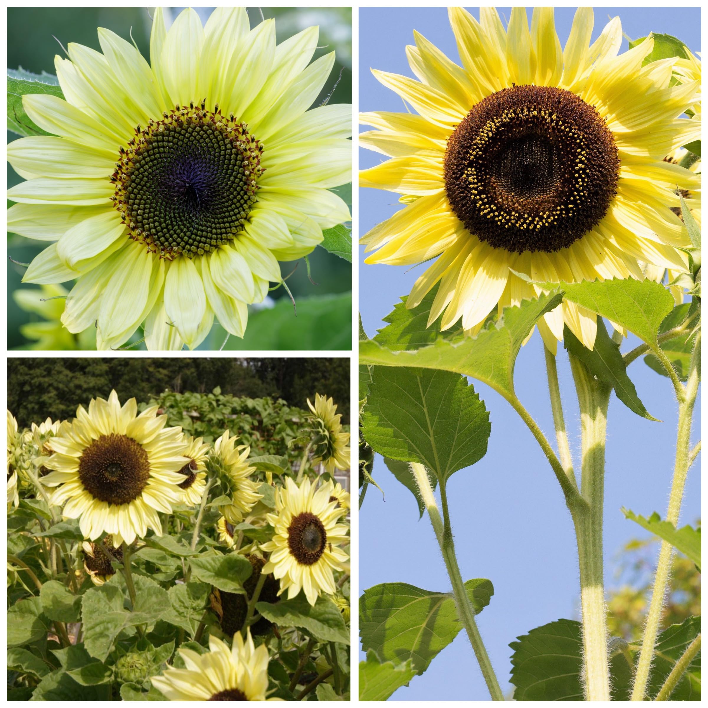 Seed Needs Lemon Queen in garden border, tall plants offering pollinator-friendly height.