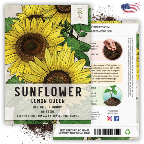 Seed Needs Lemon Queen seedling establishing early germination in warm spring soil.