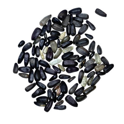 Seed Needs Lemon Queen sunflowers attracting butterflies and bees in sunny summer beds.