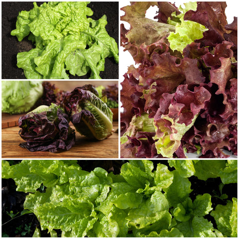 Seed Needs baby leaf harvest close-up invites fresh salads from quick greens.