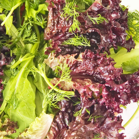 Seed Needs indoor hydroponics setup demonstrates versatile growing options for urban kitchens.