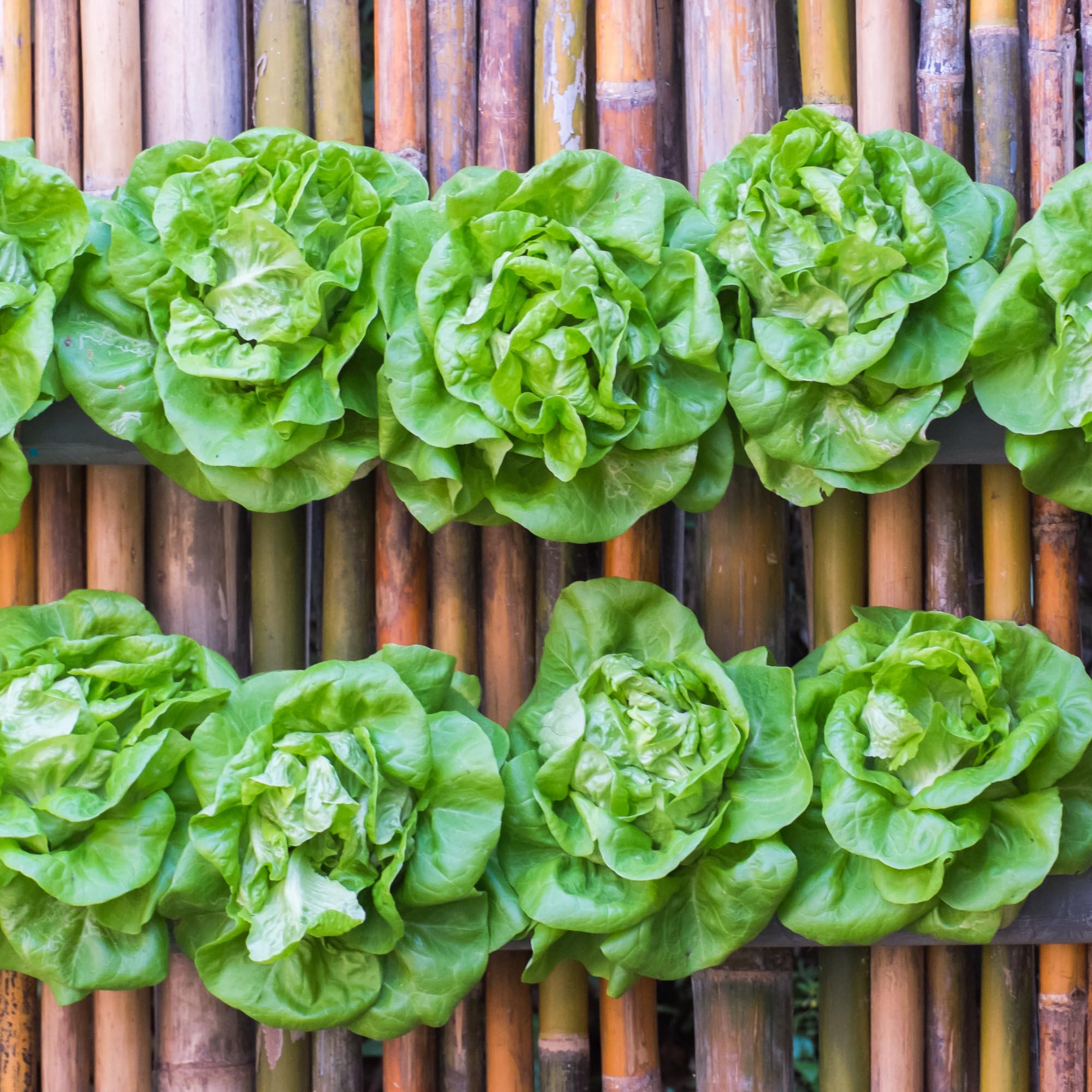 Seed Needs moisture-proof packaging preserves freshness and viability of heirloom seeds.