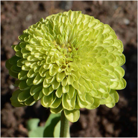 Seed Needs Lime Green Envy zinnia in a sunny border showing tall stems