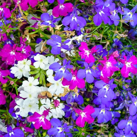 Seed Needs Lobelia cascade trailing-flowers ideal for cascading over container edges.