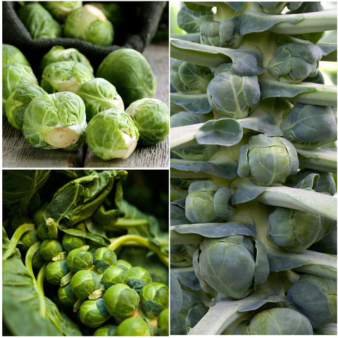 Seed Needs Long Island Brussels sprouts seed packet back with sowing tips for easy planning.