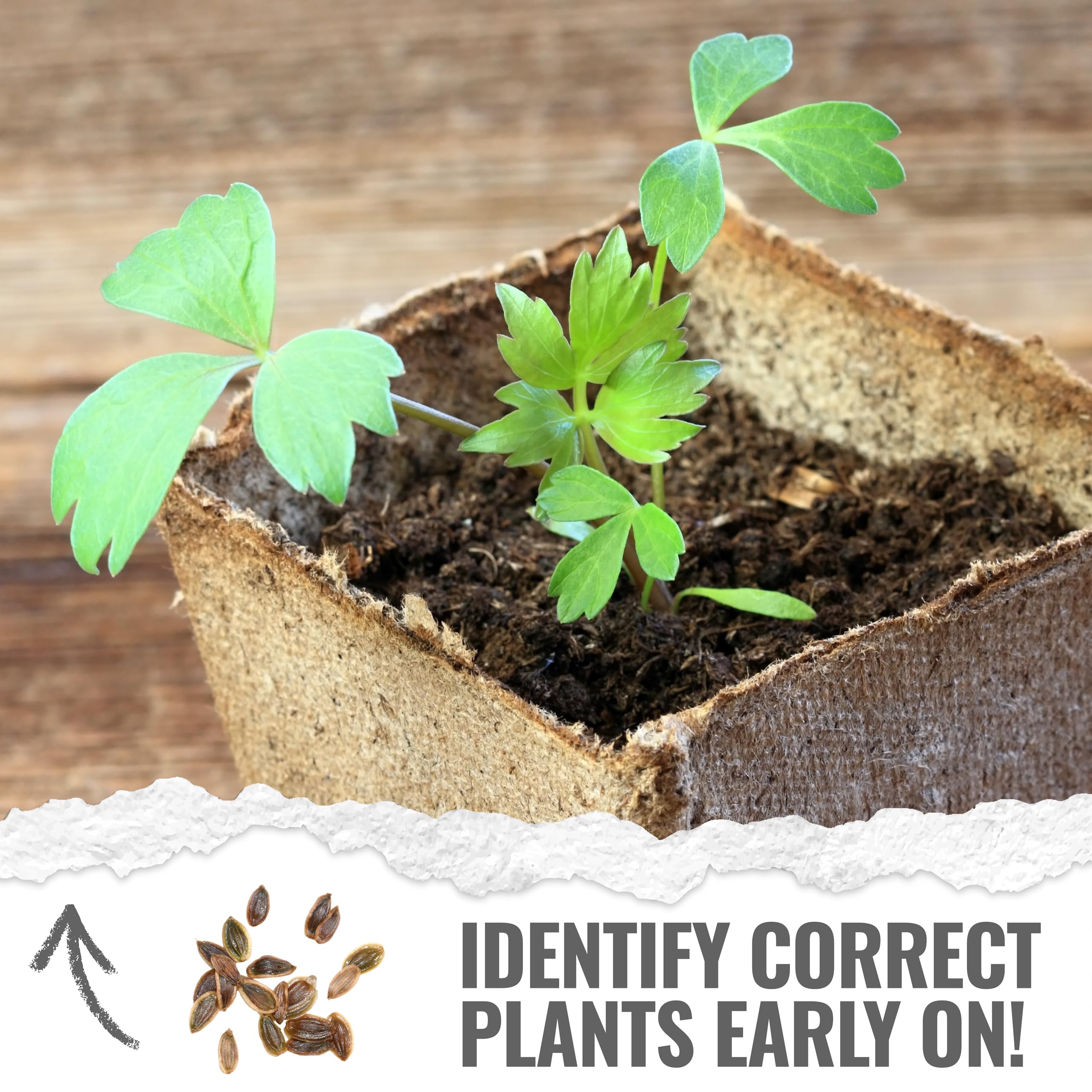 Seed Needs Lovage label detail emphasizes non-GMO and heirloom heritage.