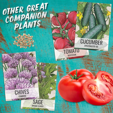 Seed Needs Lovage seeds harvest season hints for peak flavor.