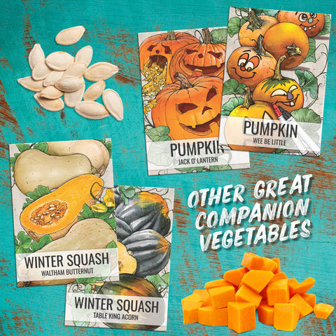 Seed Needs Luffa open-pollinated heirloom seeds for sustainable gardening.