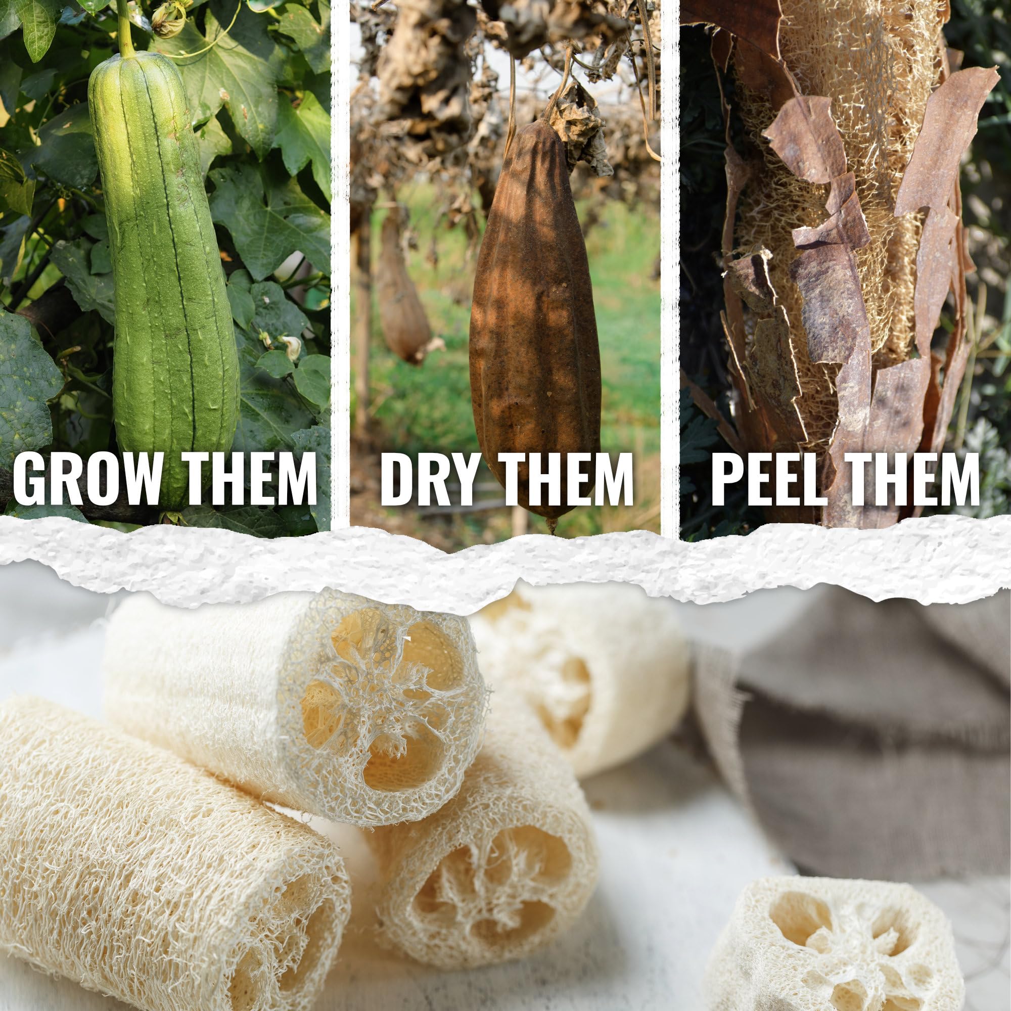 Seed Needs Luffa seeds sowing instructions help beginners start successfully.