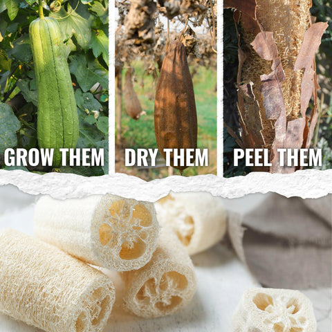 Seed Needs Luffa seeds sowing instructions help beginners start successfully.