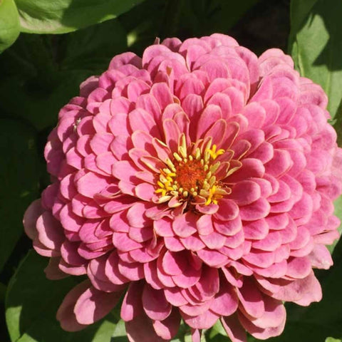Seed Needs Luminosa pink zinnia close-up—dahlia-type pink blooms add dramatic texture