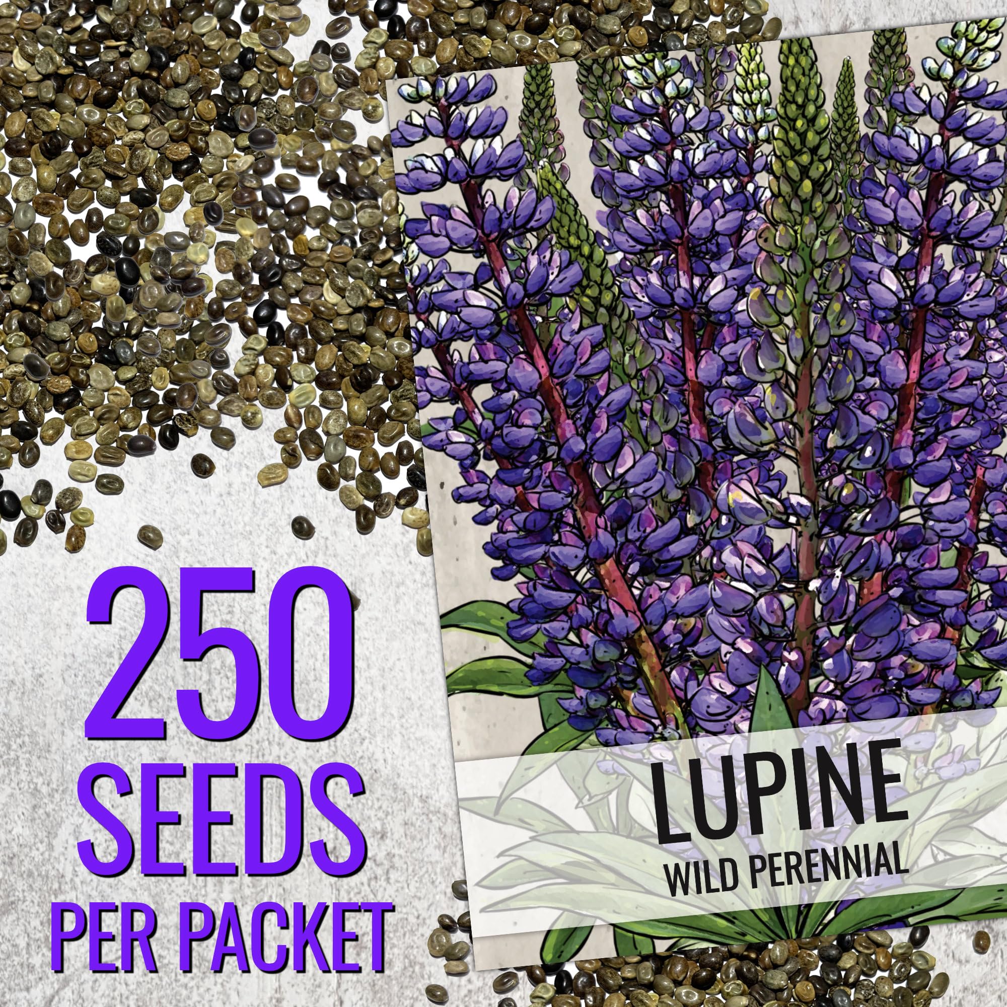 Seed Needs lupine thriving in meadow sun and partial shade.
