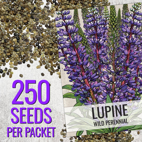 Seed Needs lupine thriving in meadow sun and partial shade.