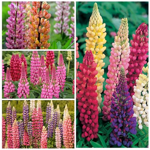 Seed Needs Lupine Russells Blend showcases colorful spikes, adding dramatic focal points in gardens.