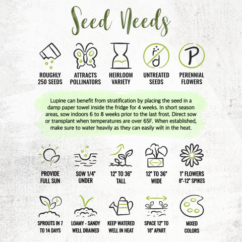 Seed Needs Lupine Russells Blend seeds arrive direct from growers with fresh viability and sowing tips.