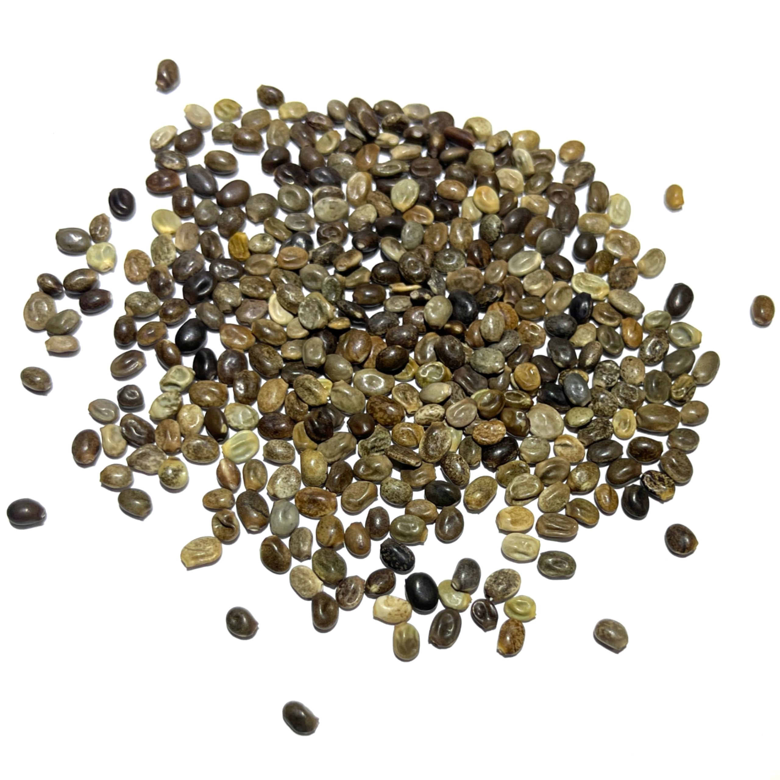 Seed Needs lupine seeds arrive in tear and moisture resistant packaging.