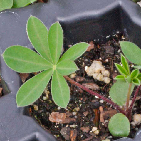 Seed Needs Lupine Russells Blend consists mainly of open-pollinated and heirloom seeds.