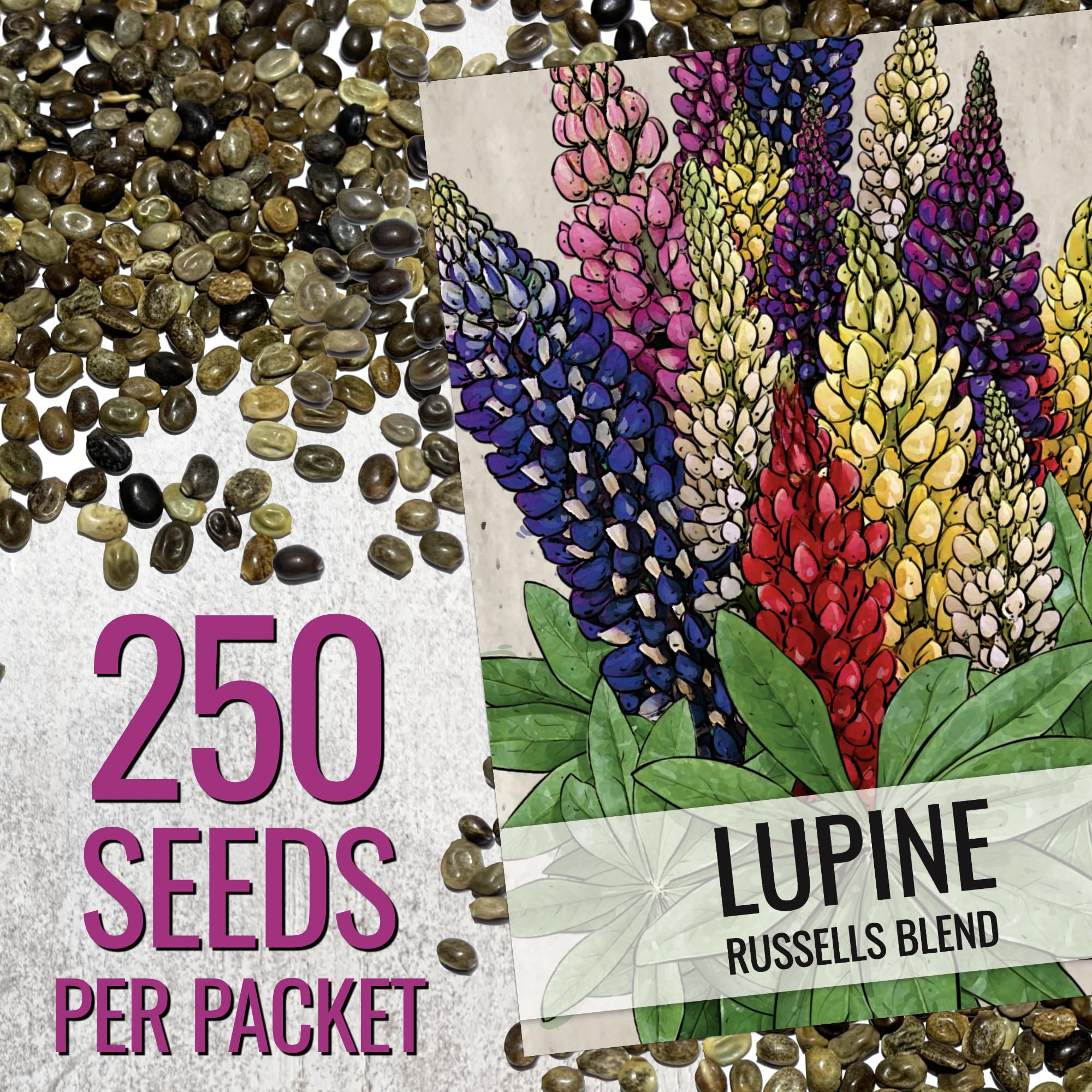 Seed Needs Lupine Russells Blend attracts bees and butterflies for a lively pollinator garden.