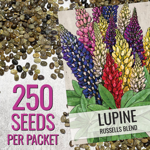 Seed Needs Lupine Russells Blend attracts bees and butterflies for a lively pollinator garden.
