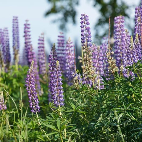 Seed Needs lupine violet blooms in close-up, showcasing color and form.