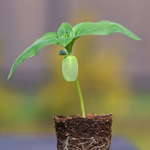 Artistic Seed Needs packet featuring Mammoth Grey Stripe sunflowers.