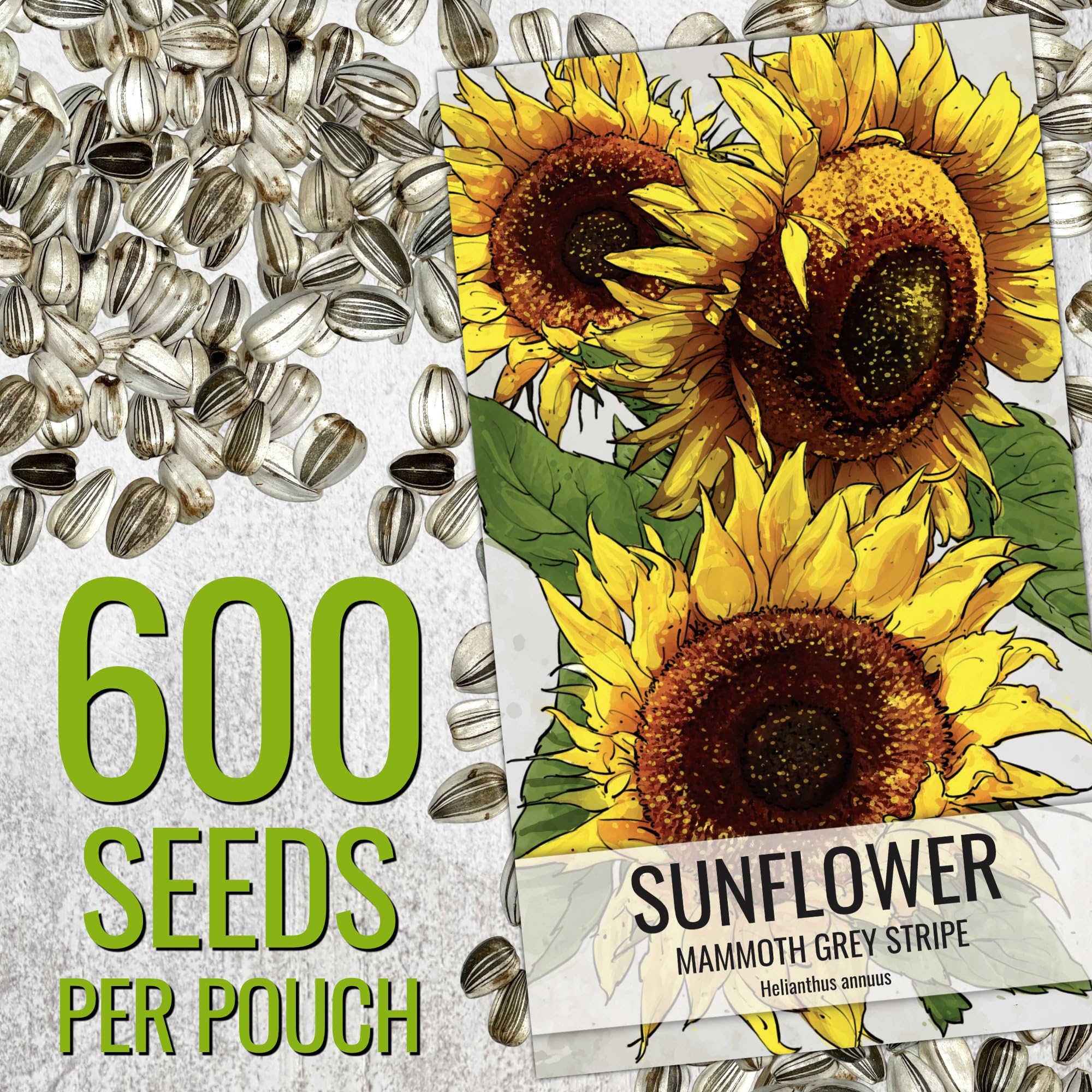 Tall Mammoth sunflowers with large yellow blooms following the sun.