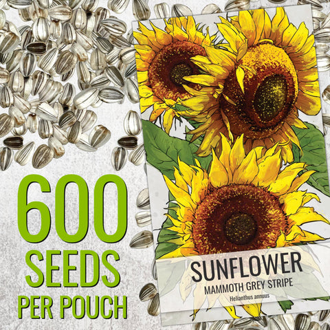 Tall Mammoth sunflowers with large yellow blooms following the sun.