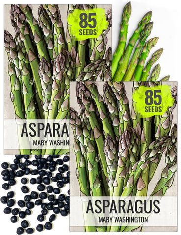 Seed Needs Mary Washington asparagus seeds packet illustration shows heirloom reliability for home gardens.