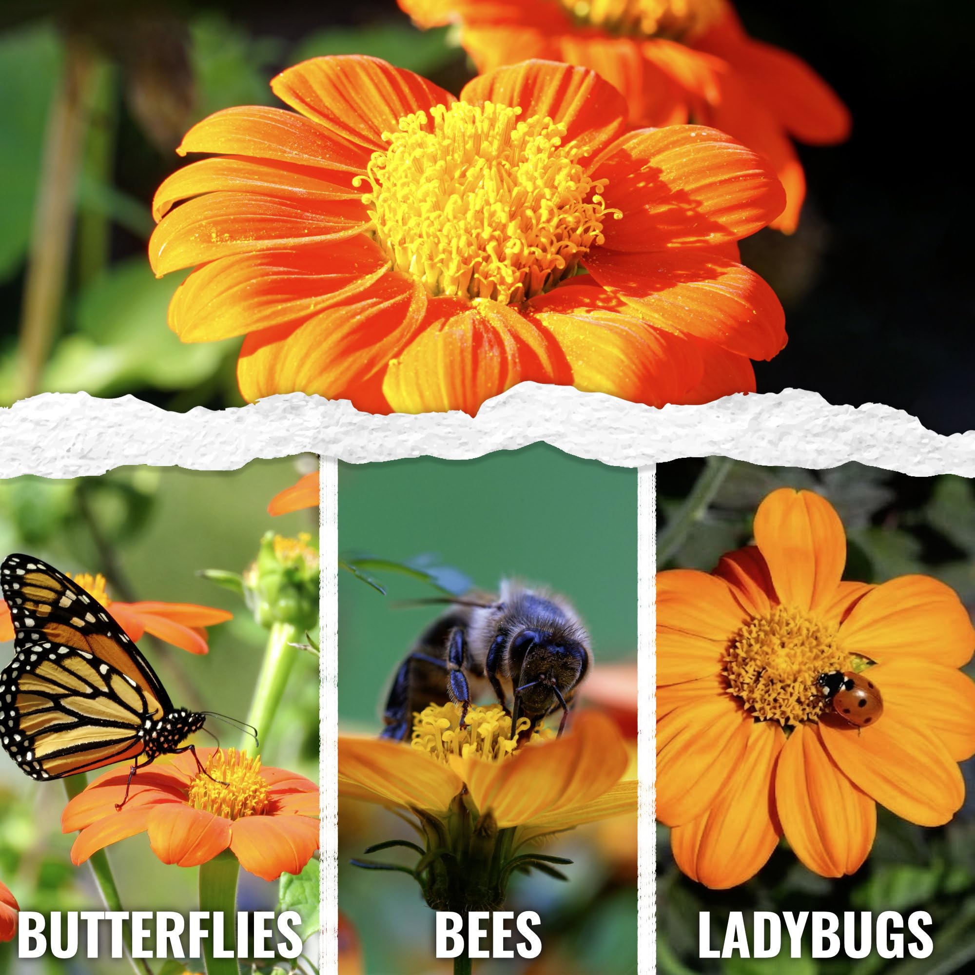 Seed Needs Mexican Sunflower grows tall to create a garden backdrop