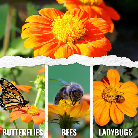 Seed Needs Mexican Sunflower grows tall to create a garden backdrop