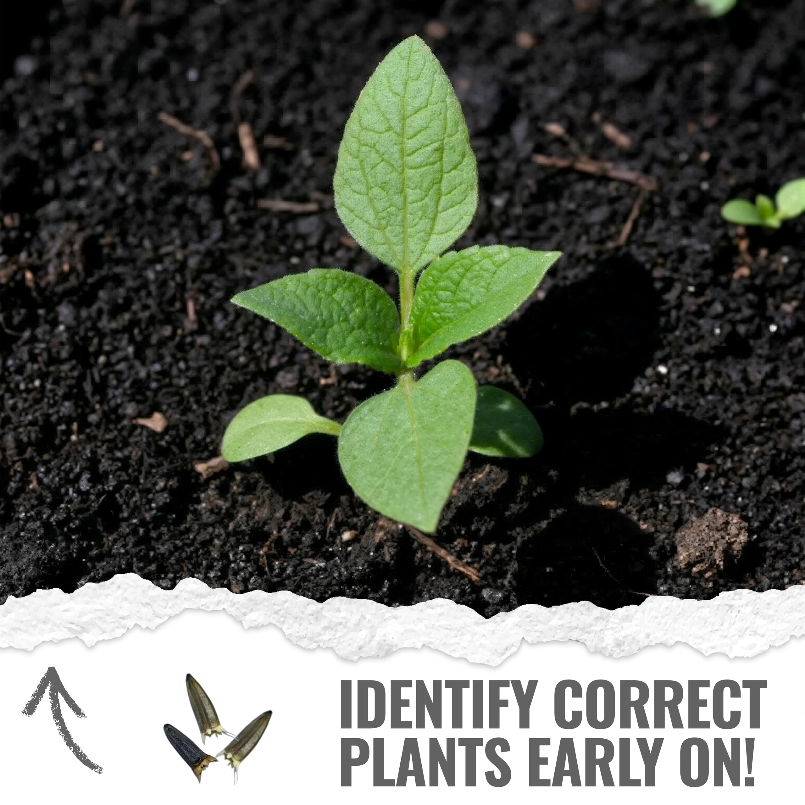Seed Needs fresh packaging preserves germination potential for reliable planting