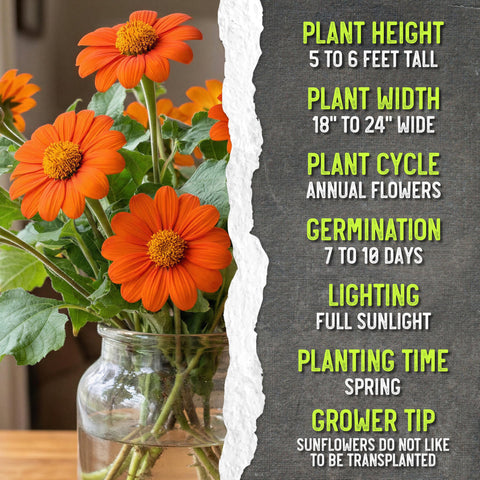 Seed Needs promotes vibrant summer color to attract bees
