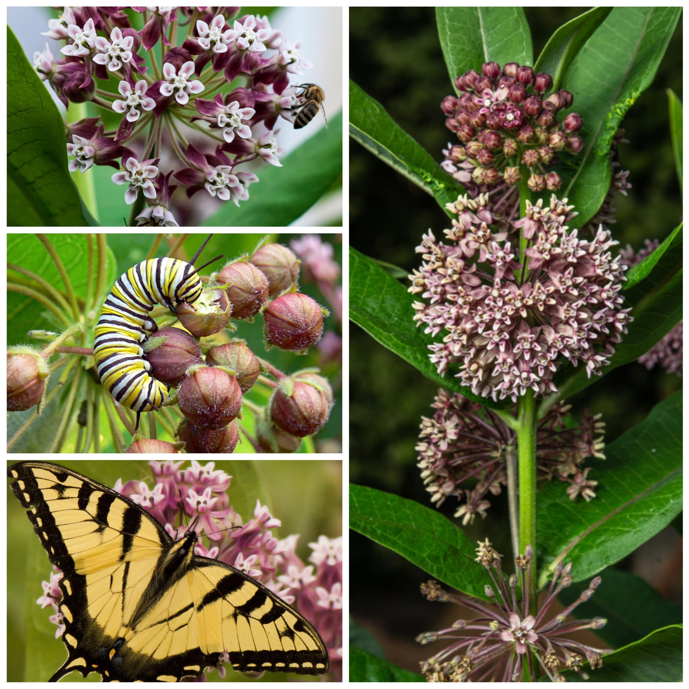 Seed Needs milkweed perennial planting setup shows root development and future garden returns.