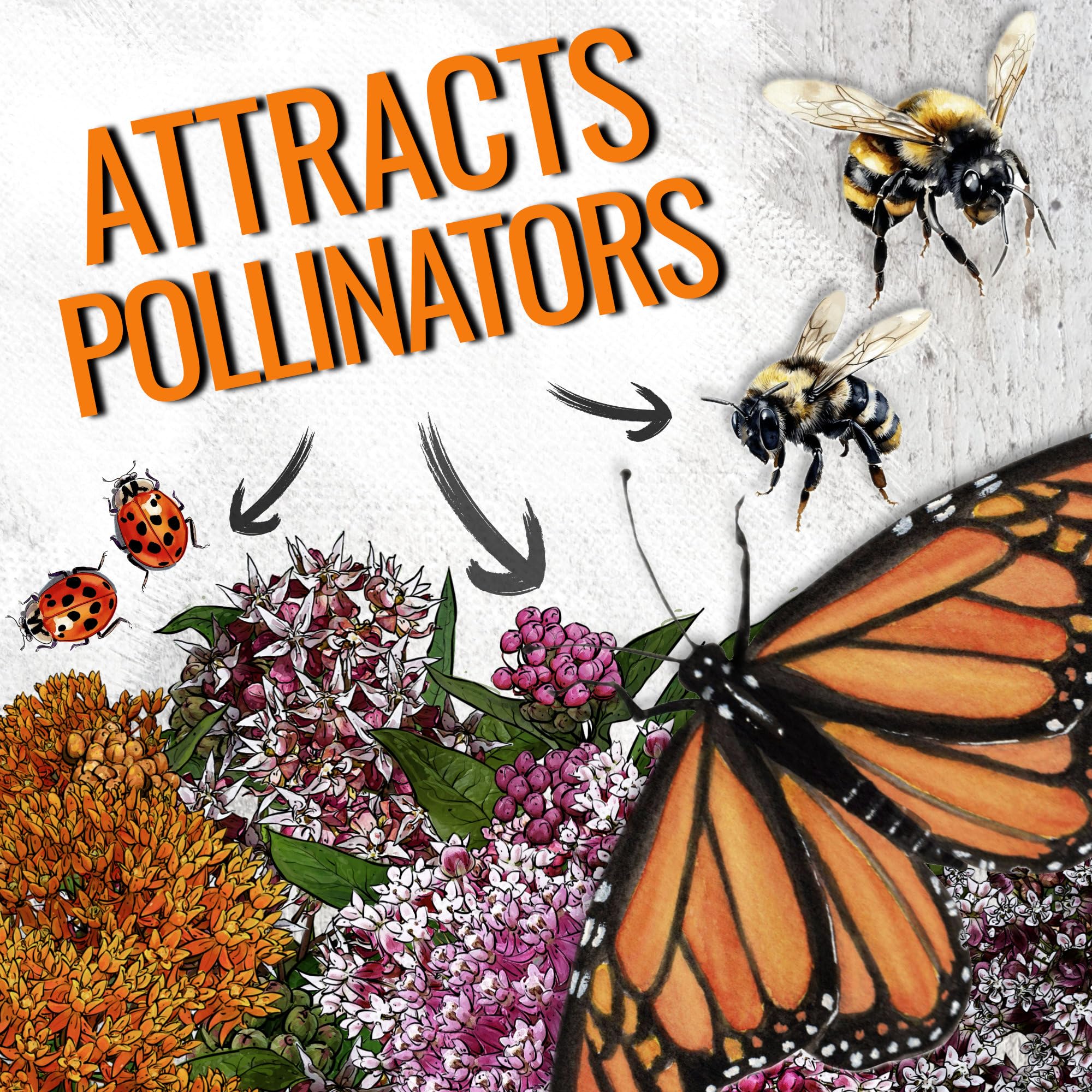 Seed Needs milkweed seeds common packet front supports monarch life cycle.