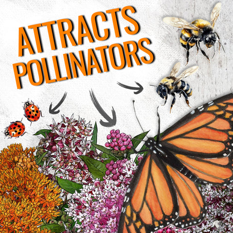 Seed Needs milkweed seeds common packet front supports monarch life cycle.