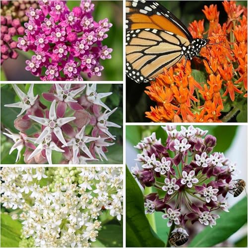 Seed Needs milkweed seeds pink swamp packet front supports monarch habitat.